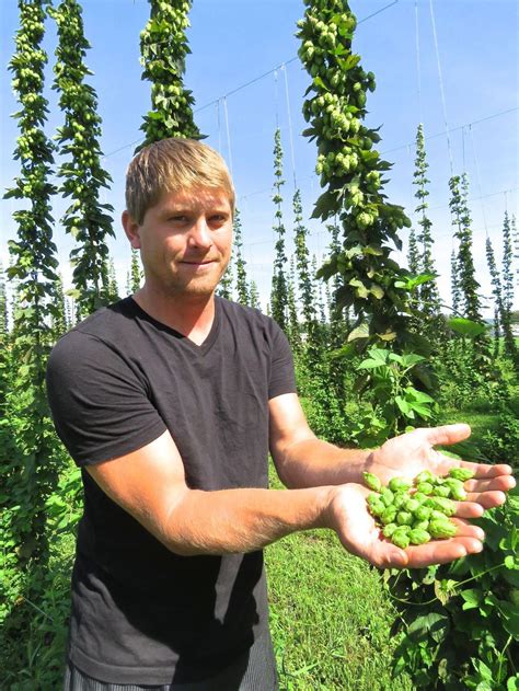 Harvesting hops in Randolph | News | salamancapress.com