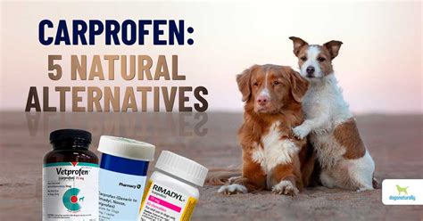 Carprofen For Dogs: 5 Natural Alternatives - Dogs Naturally