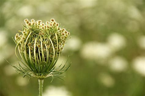 Plant Talk: Carrot Seed Essential Oil is Beautiful - AmyGalper