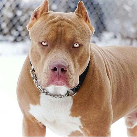 Top 10 Most Dangerous Dog Breeds. - HollyBolly Zone