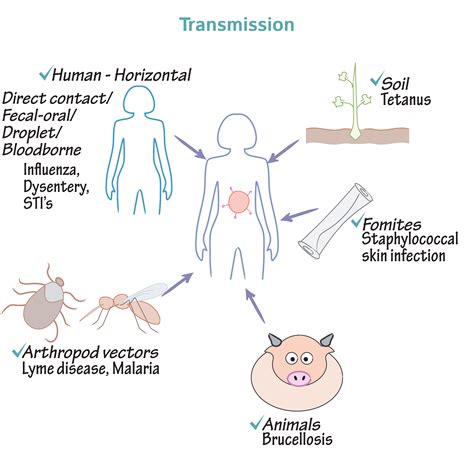 Immunology/Microbiology Glossary: Pathogen Transmission | Draw It to ...