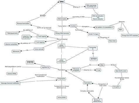 Human gene expression - What steps are involved in gene expression