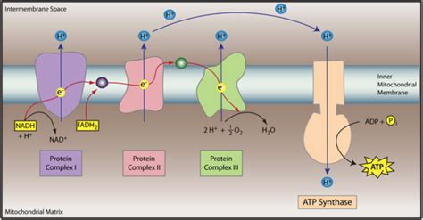 Complete the following paragraph to describe the role of nadh and fadh2 ...