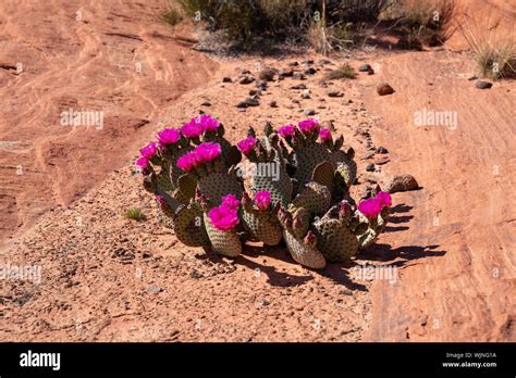 Valley of Fire, Nevada Stock Photo - Alamy