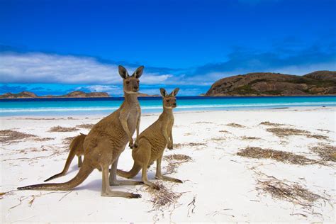 Why are there no kangaroos in Asia? - Australian Geographic