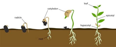 Explain the stages of germination with the of diagram.