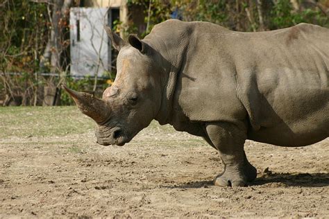 Animals of Audubon Zoo New Orleans Louisiana Photograph by Sean ...