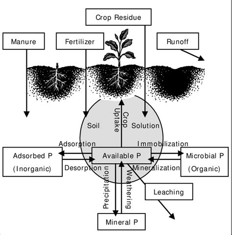 Flowchart Of Phosphorus Cycle