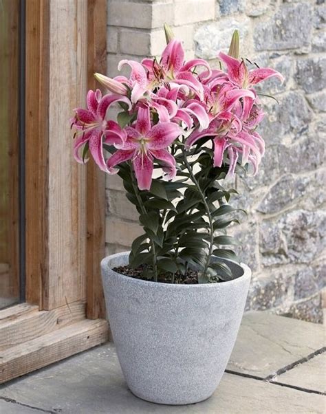 Stargazer Lily Meaning, Colors, and Symbolism | Balcony Garden Web