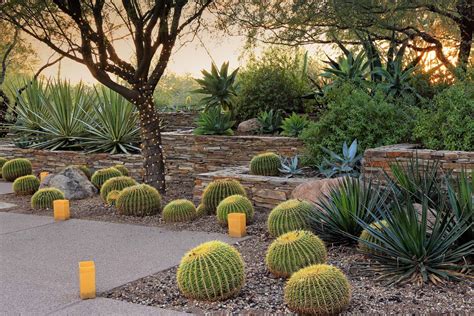 Desert Plants For Home Garden