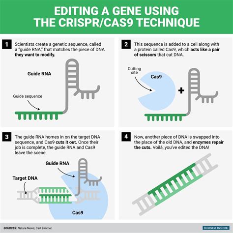 CRISPR, the gene-editing tech that's making headlines, explained in one ...