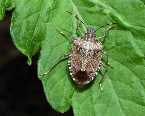 Beneficial insects fight recalcitrant garden pests | Mountain Xpress