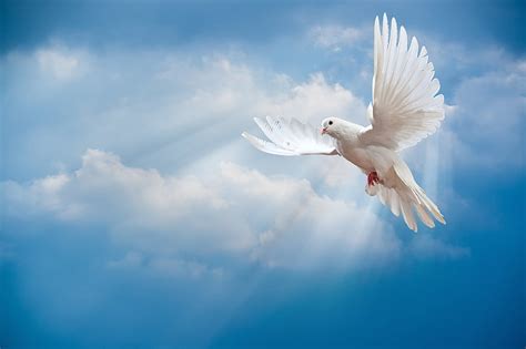 HD wallpaper: white dove, the sky, bird, the world, peace, the rays of ...