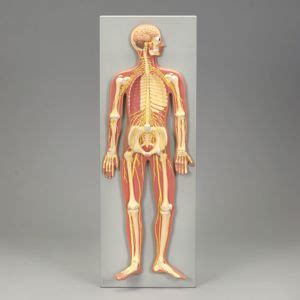 Altay Human Nervous System Model