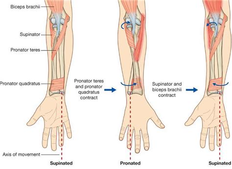 Golfer's elbow causes, symptoms, diagnosis, treatment, exercises ...