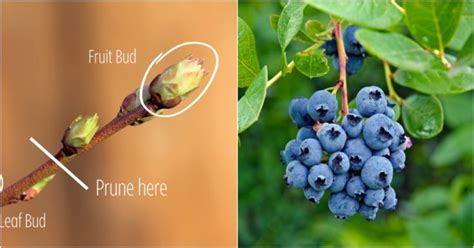 How & When to Prune Blueberry Bushes for Bountiful Berries Every Year