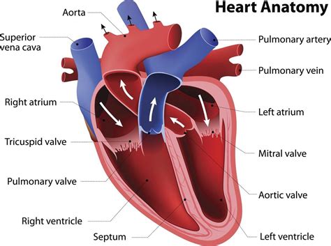 Basic Heart Anatomy