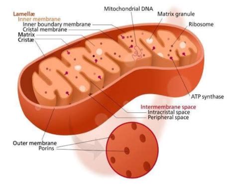 The cytochromes are found in A) Cristae of mitochondria (B) Lysosomes ...