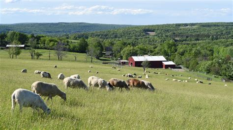 Real Barn With Animals