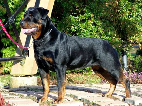 Rottweiler | Rottweiler puppies, Guard dogs