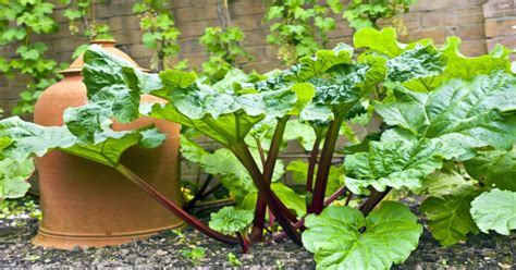 Rhubarb Companion Plants (Best & Worst) - GIY Plants