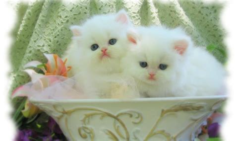 Cute White Cat Wallpapers For Desktop - Wallpaper Cave