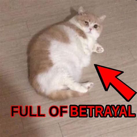 Full of Betrayal | Full of Soup Cat | Know Your Meme