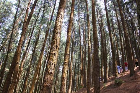 Vagamon Pine Forest - 2018 What to Know Before You Go (with Photos ...