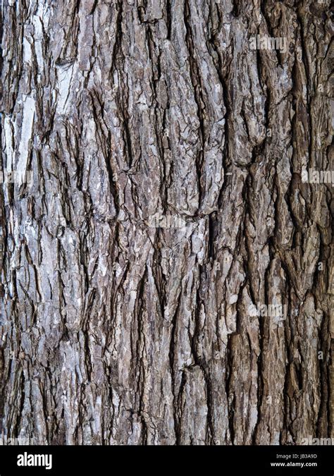 Dutch elm disease bark hi-res stock photography and images - Alamy