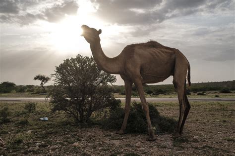 Milk, meat and might: in Somalia, 'the camel is king' | Inquirer News