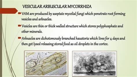 mycorrhiza types, distribution and significance.