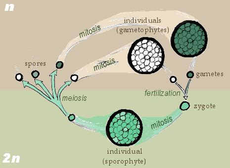 Plant Reproduction | Organismal Biology