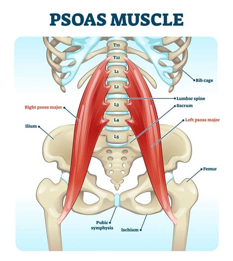 How To Treat Hip Flexor Pain | Pain Be Gone Tabs