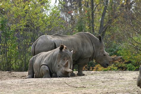 Rhino Animals of Audubon Zoo New Orleans Louisiana Photograph by Sean ...