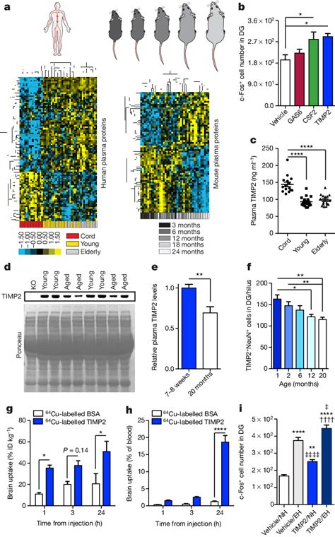 | Protein microarray analysis identifies putative pro-plasticity ...