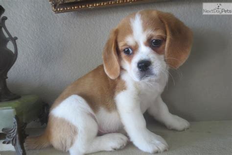 Beaglier puppy for sale near San Diego, California | c81361a5-1e01