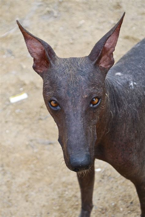 Peruvian Inca Orchid ♥ | Hairless dog, Peruvian hairless dog ...