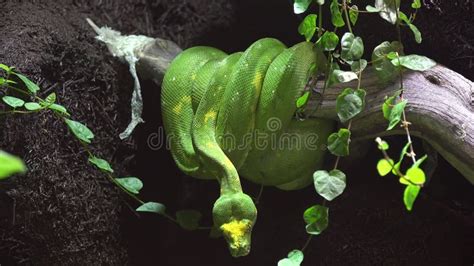 Green Snake Standing Motionless on a Branch Waiting for Its Prey To ...