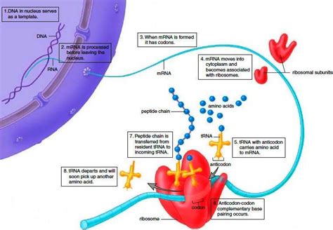 What Is Protein Synthesis - Protein Synthesis