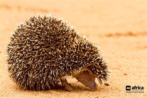 Fun facts about hedgehogs - Africa Geographic