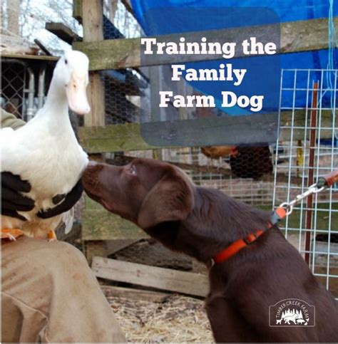 Training the Family Farm Dog | Farm dogs, Dogs, Best farm dogs