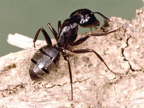 Black Ant Pest Control | Pest Control