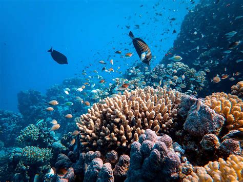 Why Are Coral Reefs Important to Humans? - Scuba.com