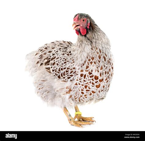 blue-laced Wyandotte chicken in front of white background Stock Photo ...