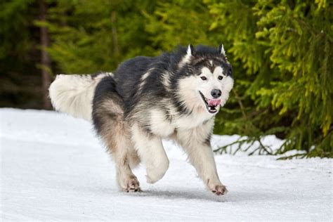 Alaskan Malamute Dog Breed Info All you NEED to know.