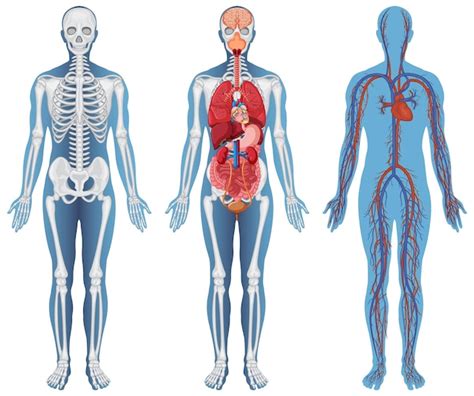 Anatomy And Physiology Diagrams