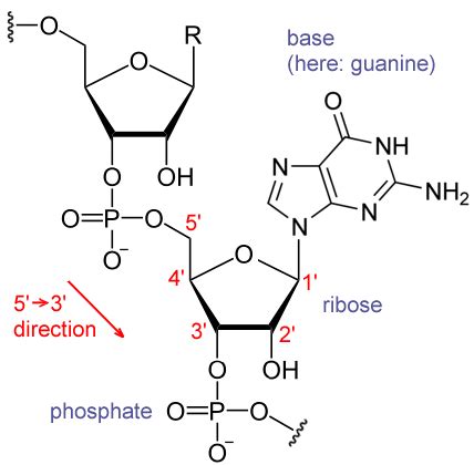 File:RNA chemical structure.GIF - Wikimedia Commons