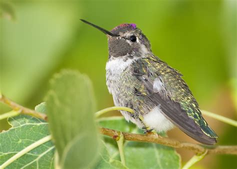 Costa's Hummingbird (male) | BirdForum