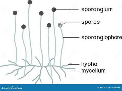 Mucor Stock Illustrations – 318 Mucor Stock Illustrations, Vectors ...