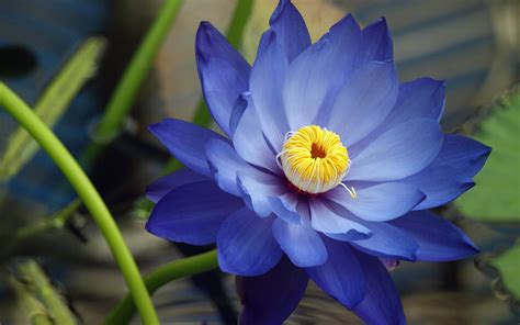 Blue Lotus Flower: Meaning and Symbolism - Mythologian